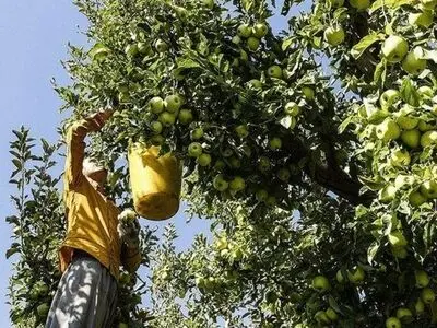 آغاز خرید توافقی سیب صنعتی و فعال‌سازی ۷۳ مرکز خرید در آذربایجان‌غربی