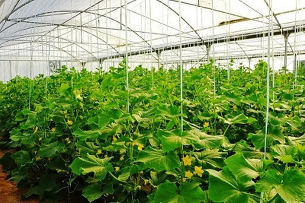 طرح‌‌های اشتغال‌زایی روستایی مصوب در بانک سینا به مرز 4000 رسید 