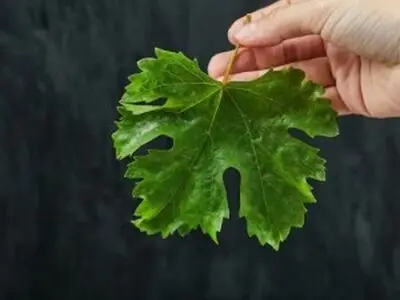 آموزش 2 روش نگهداری برگ مو داخل سرکه