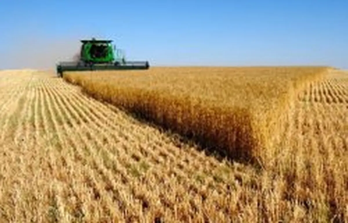 کاهش 1.8 درصدی ضایعات کمباین در مزارع گندم استان زنجان 
