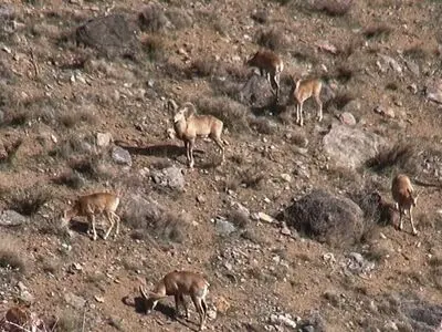 جایزه جشنواره «گلدن فمی» بلغارستان برای بهزاد عبدی