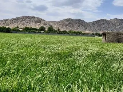  کشت برنج در بخشی از اصفهان ادامه دارد/تداوم تجمعات کشاورزان برای دریافت حقابه/مصرف ۷۵ درصد منابع آبی استان توسط بخش کشاورزی  