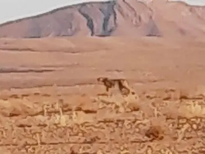 مشاهده و ثبت تصویر یک یوزپلنگ ایرانی در جاجرم