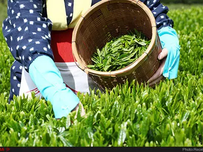 توزیع ۷۵۰ تن چای وارداتی با ارز دولتی 