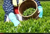 آغاز خرید تضمینی برگ سبز چای از اردیبهشت‌ماه سال جاری