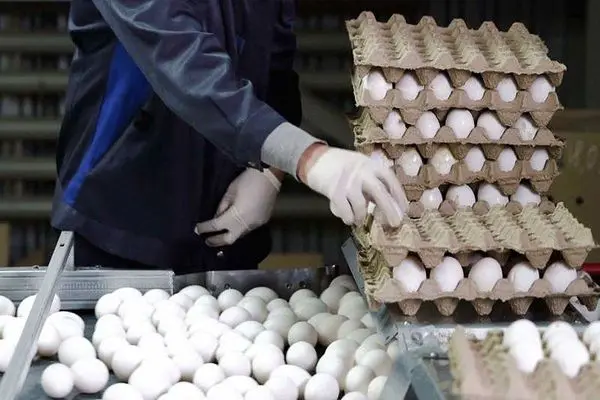 افزایش هزینه‌‌های تولید تخم مرغ در خراسان رضوی
