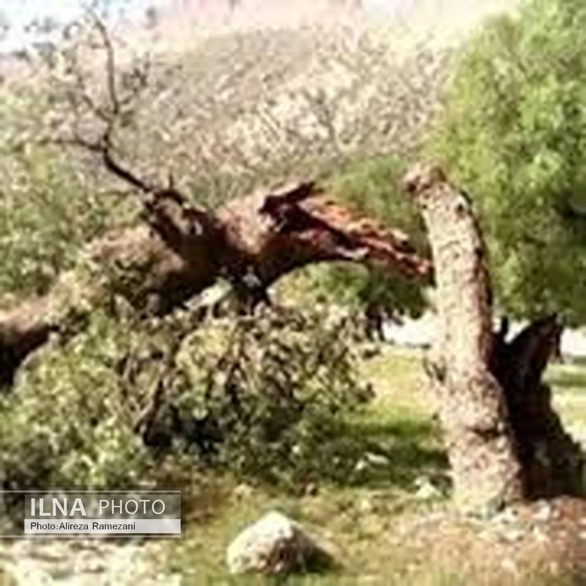 مقابله با بیماری ذغالی بلوط در جنگل‌های هیرکانی