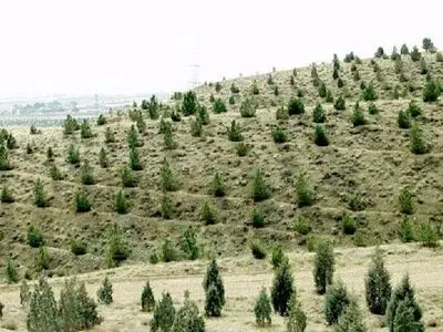 احیای اکوسیستم‌های تخریب‌شده، مهمترین هدف طرح کاشت یک میلیارد درخت/ وجود تجربه ۷۰ ساله جنگل‌کاری در ایران 