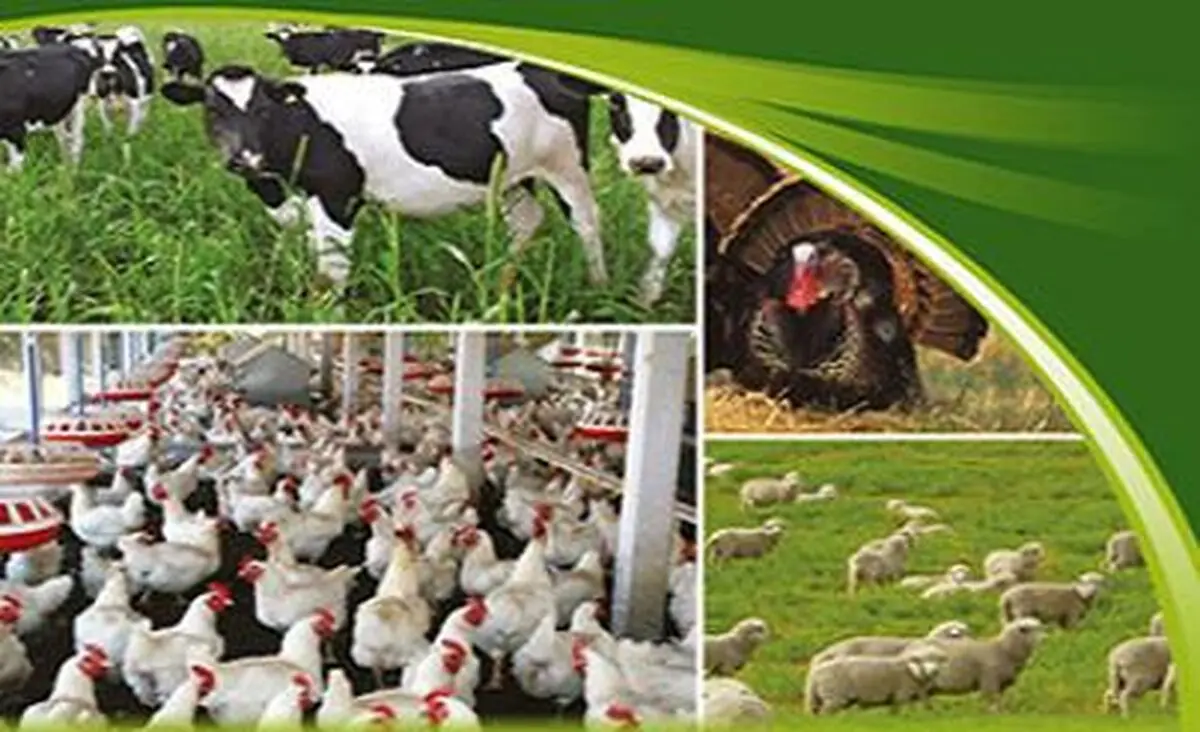 افزایش 100 درصدی صادرات فرآورده های خام دام و طیور از استان مرکزی