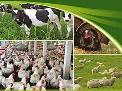 افزایش 100 درصدی صادرات فرآورده های خام دام و طیور از استان مرکزی
