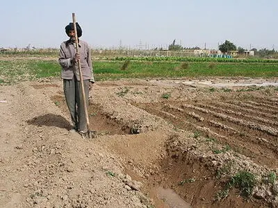 کشاورزان شهرستان امیدیه تقاضای صدور مجوز تجمع اعتراضی دارند