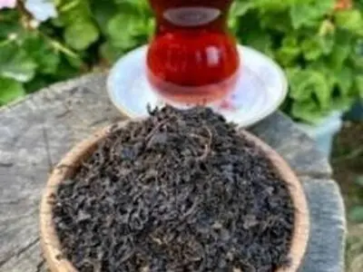 تولید بیش از ۱۹ هزار تُن چای خشک در شمال کشور