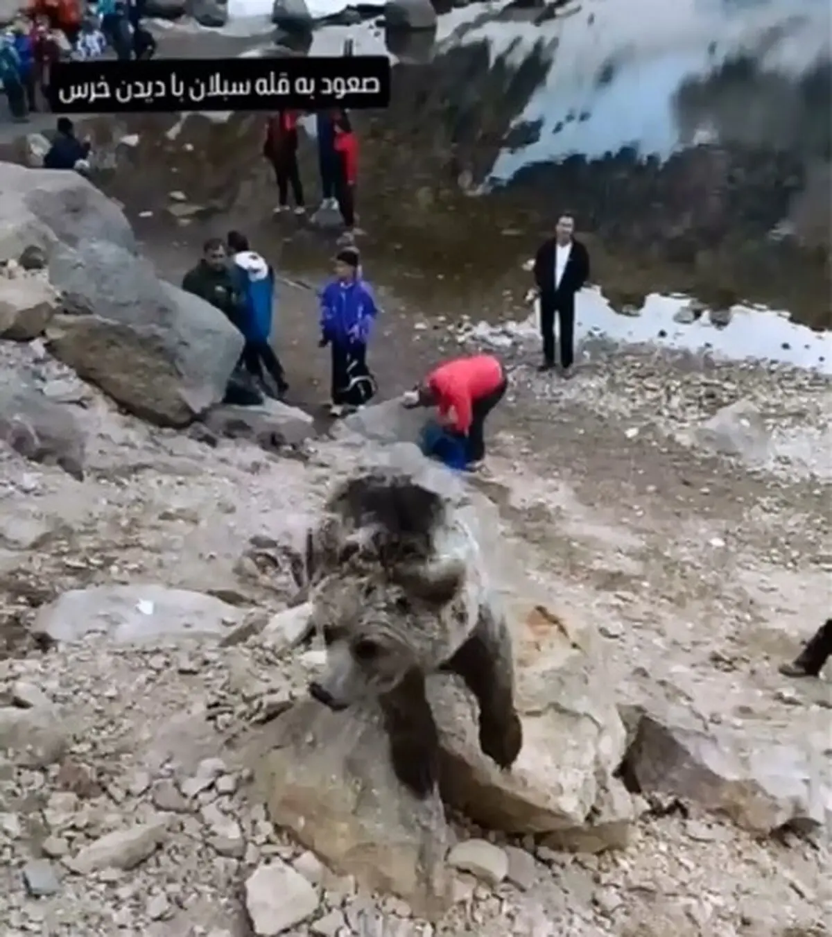 هشدار جدی به کوهنوردان: نزدیک شدن به خرس‌های سبلان خطر آسیب جدی را به دنبال دارد + فیلم