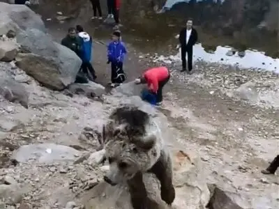 هشدار جدی به کوهنوردان: نزدیک شدن به خرس‌های سبلان خطر آسیب جدی را به دنبال دارد + فیلم