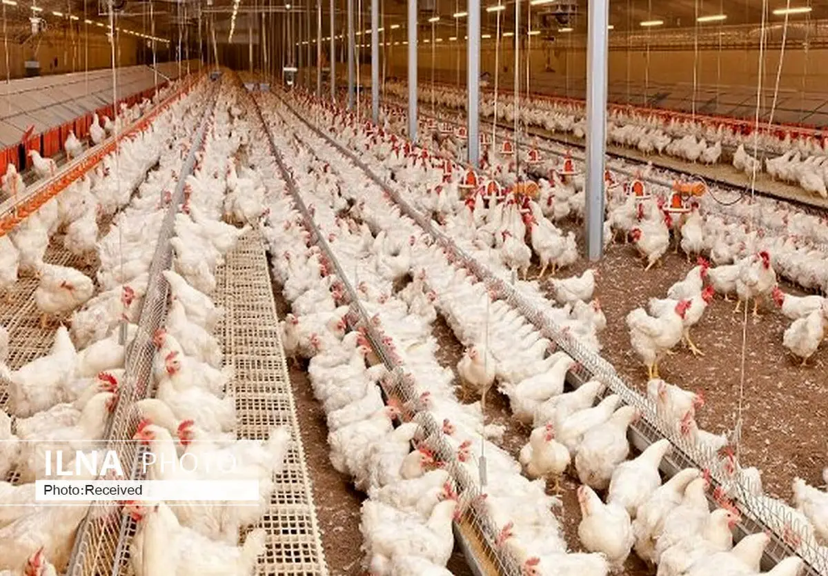 تولید هفت هزار تن مرغ در مرغداری‌های قزوین