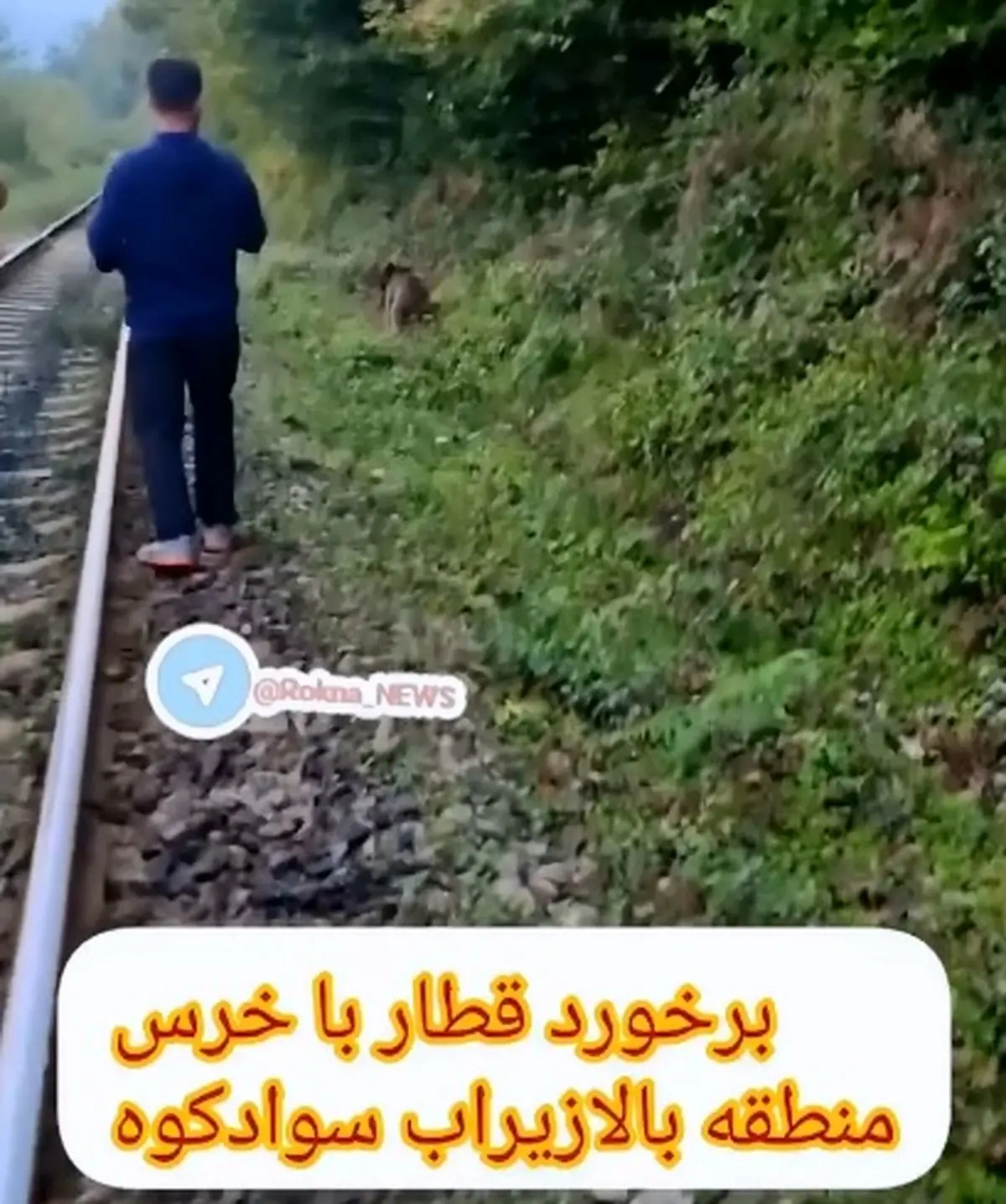 برخورد قطار با خرس در بالازیراب سوادکوه + فیلم