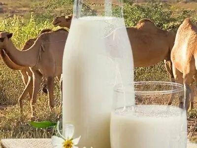خاصیت باور نکردنی شیر شتر