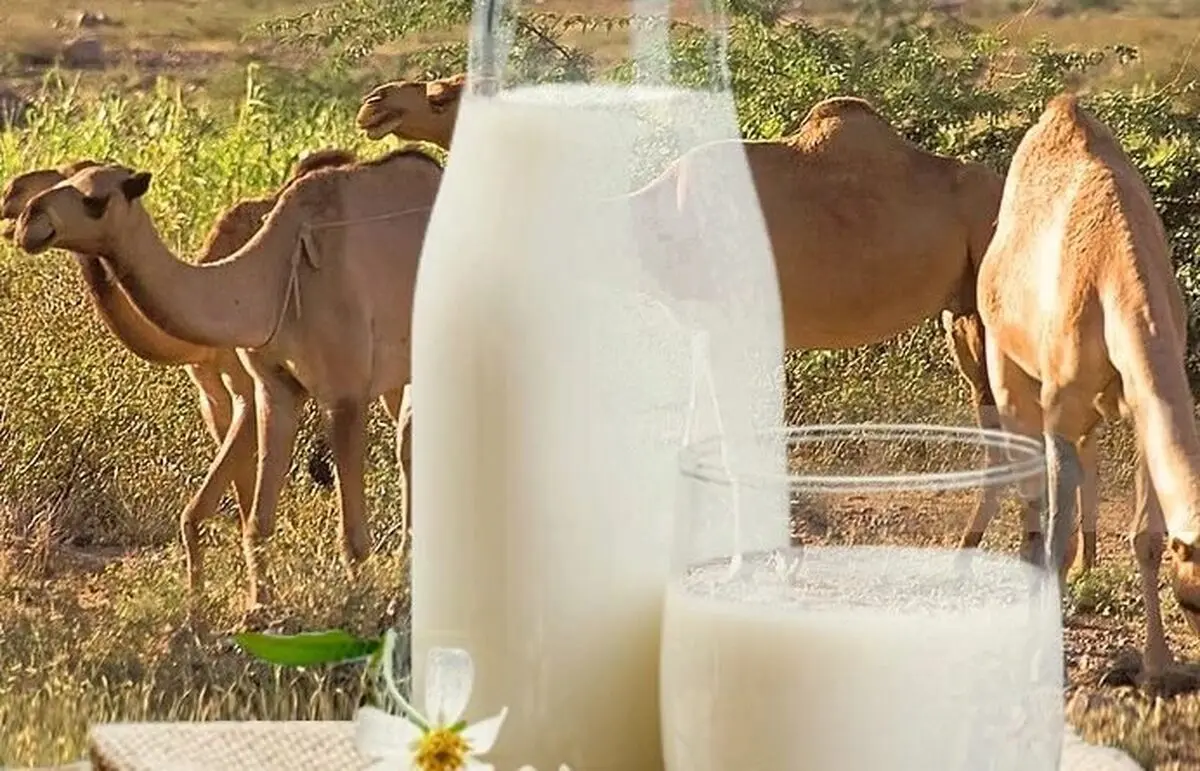 خاصیت باور نکردنی شیر شتر