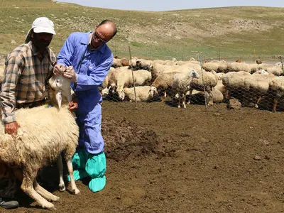 واکسیناسیون جمعیت دامی علیه تب برفکی ادامه دارد