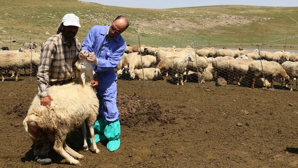 واکسیناسیون جمعیت دامی علیه تب برفکی ادامه دارد