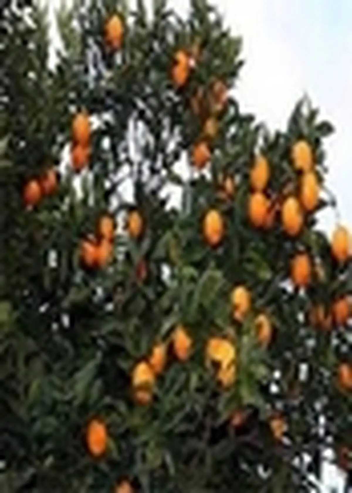 آغاز برداشت نارنج از ۱۱۵ هکتار از باغات مرکبات املش