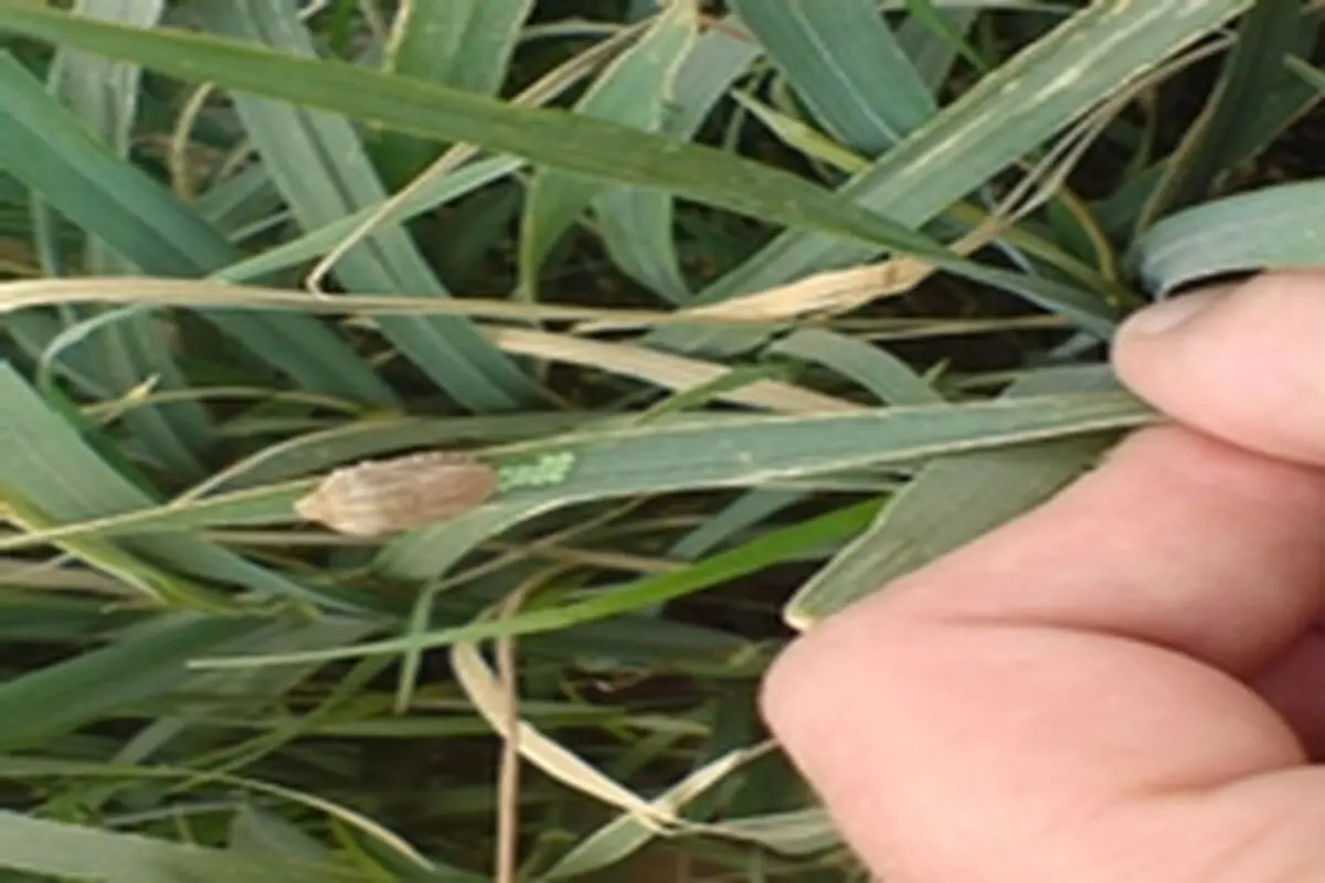 حضور کارشناسان برای مبارزه به طغیان سن گندم در مزارع کرمانشاه ضروری است
