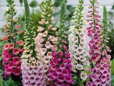 با این گیاه سلامت قلب تضمین می‌شود