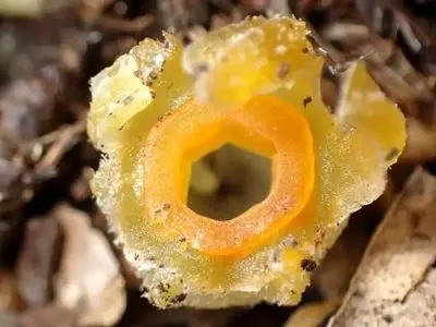 «فانوس پریان» پس از ۳۰ سال در یکی از جنگل‌های ژاپن پیدا شد