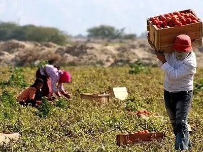 بهره‌برداری از پروژه‌های بخش کشاورزی هرمزگان در هفته دولت؛ 32 پروژه با اعتبار 14.5 همت