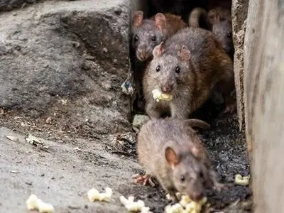 اجرای طرح ضربتی ۱۰ روزه برای مهار جمعیت موش‌های پایتخت
