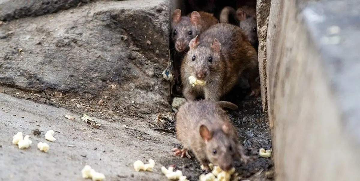 اجرای طرح ضربتی ۱۰ روزه برای مهار جمعیت موش‌های پایتخت
