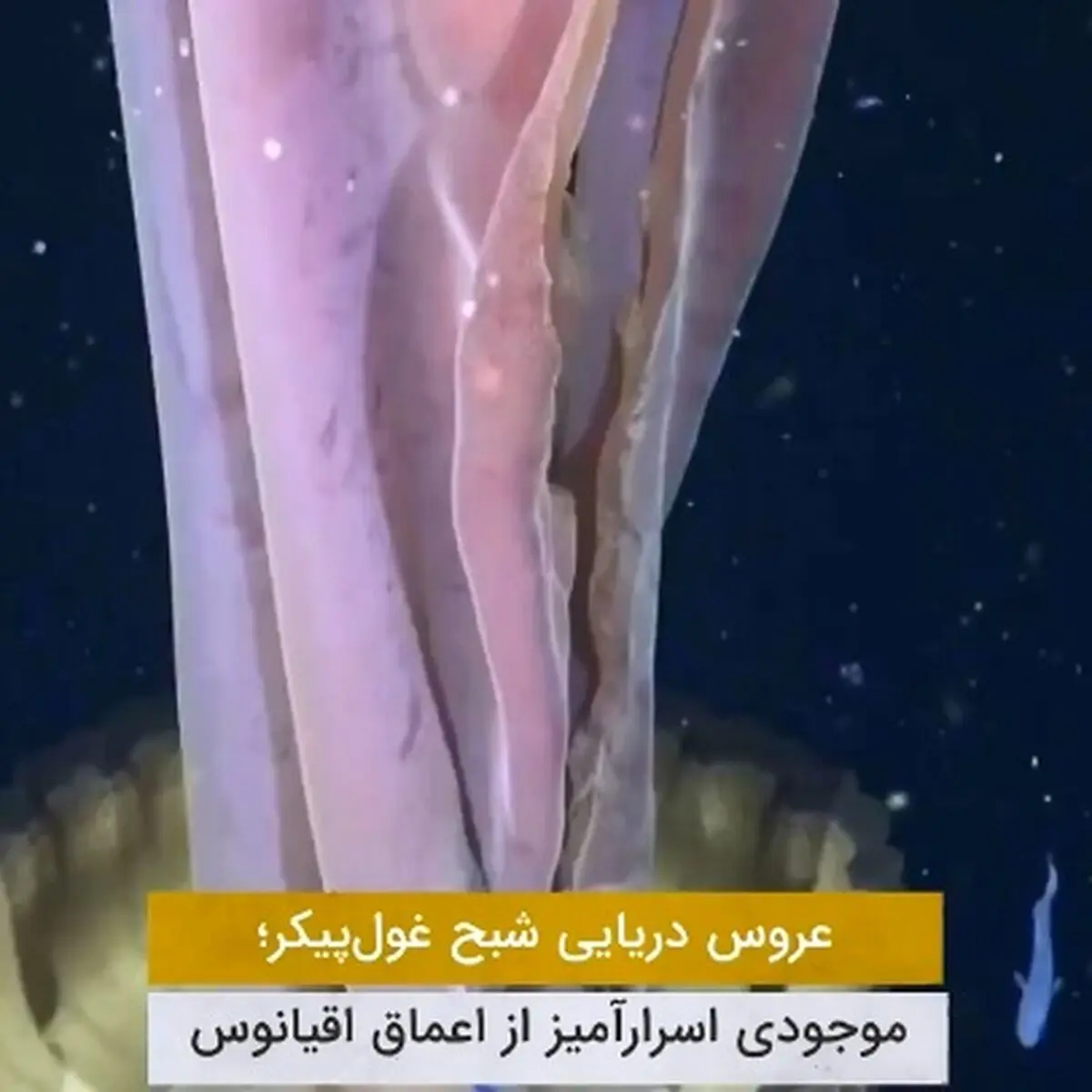 عروس دریایی شبح‌ غول پیکر در سواحل آرژانتین + فیلم
