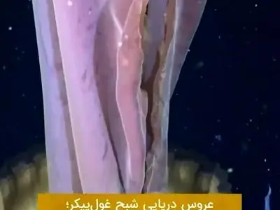 عروس دریایی شبح‌ غول پیکر در سواحل آرژانتین + فیلم