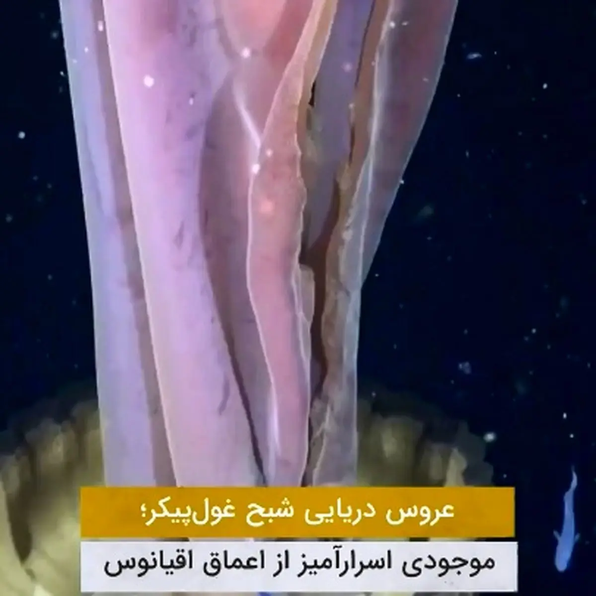 عروس دریایی شبح‌ غول پیکر در سواحل آرژانتین + فیلم