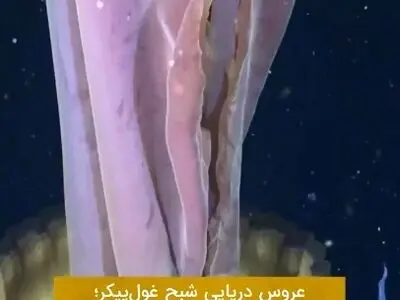 عروس دریایی شبح‌ غول پیکر در سواحل آرژانتین + فیلم