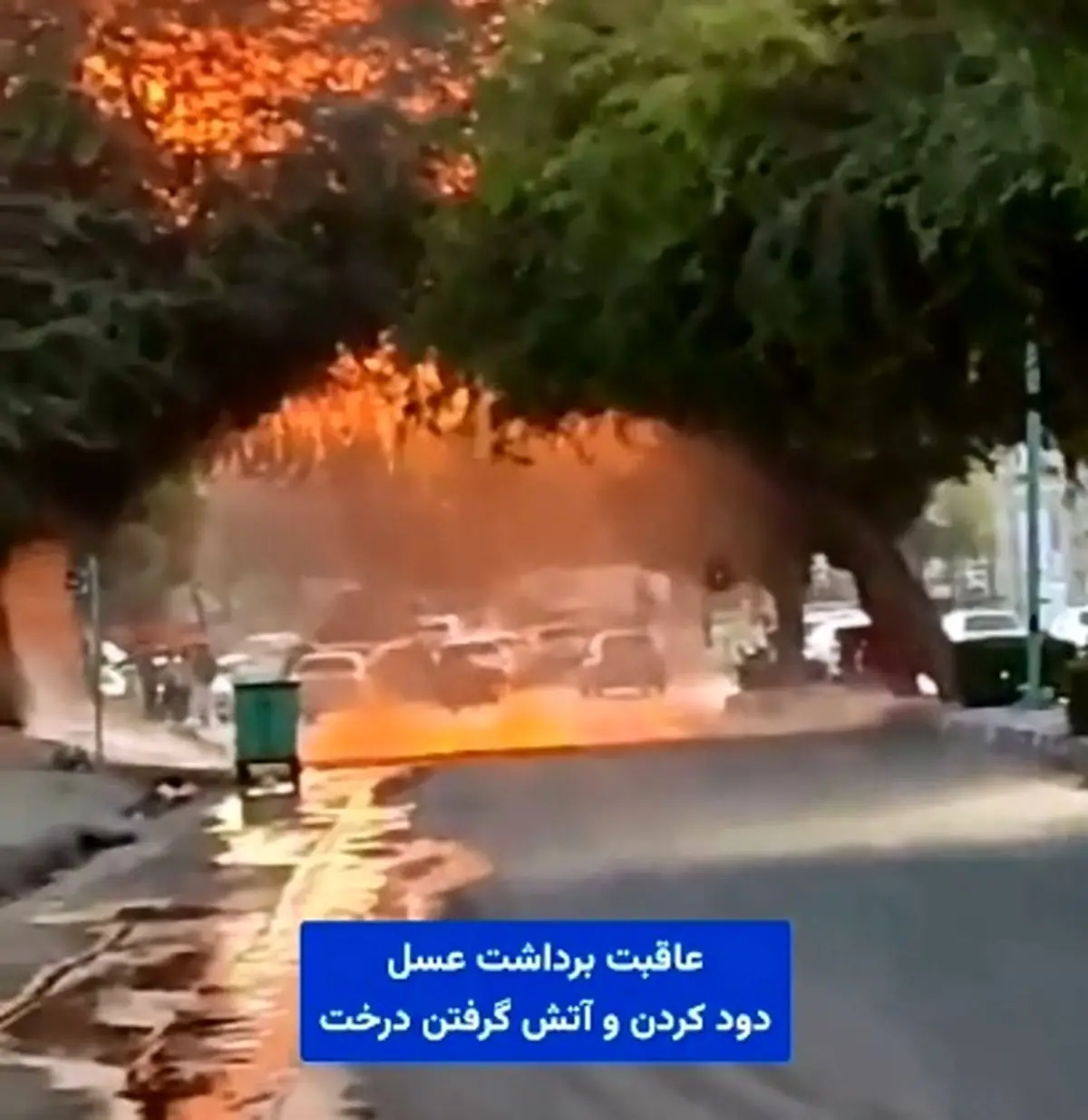 عاقبت برداشت عسل و آتش گرفتن درختان + فیلم