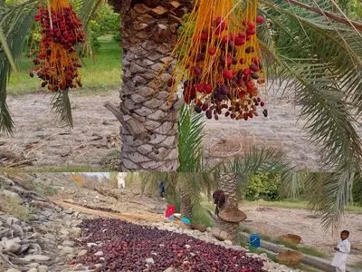 خسارت وارده به بیش از ۸۰ درصد محصول خرمای آماده برداشت در نیکشهر