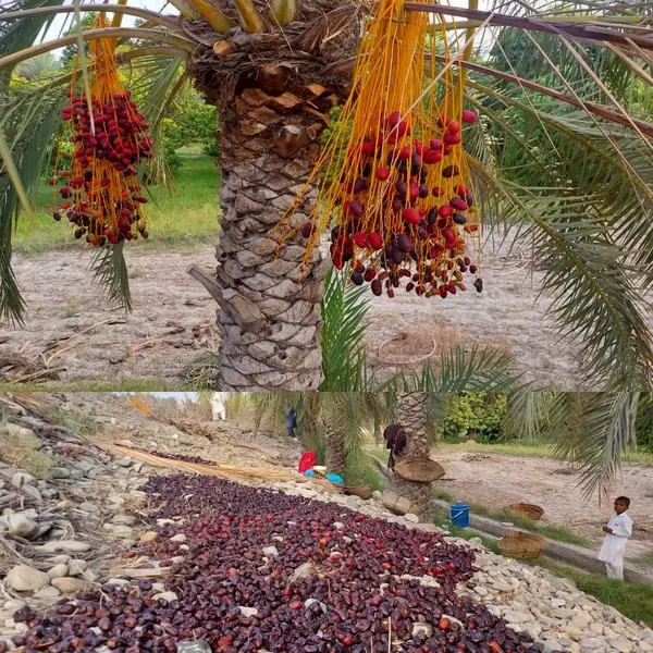 خسارت وارده به بیش از ۸۰ درصد محصول خرمای آماده برداشت در نیکشهر