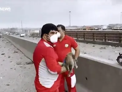 ویدیویی از نجات یک سگ در میانه‌ی ویرانی‌های بندر شهید رجایی توسط امدادگران که با واکنش احساسی کاربران فضای مجازی همراه شده است