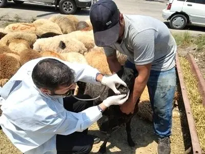 آماده باش ۳۹ گروه بهداشتی و شرعی در گیلان برای نظارت بر ذبح دام در عید قربان