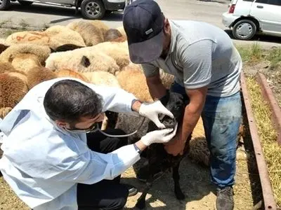 آماده باش ۳۹ گروه بهداشتی و شرعی در گیلان برای نظارت بر ذبح دام در عید قربان