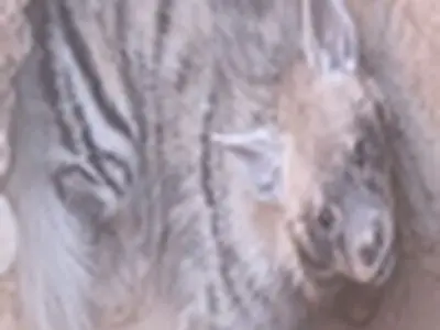 نجات یک قلاده کفتار از قنات‌های شهرستان آران و بیدگل