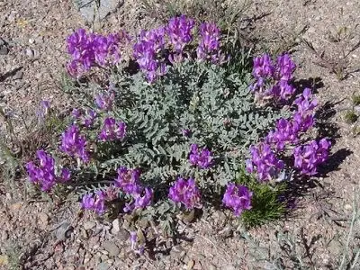 ممنوعیت  برداشت «کتیرا» در منابع طبیعی کرمانشاه