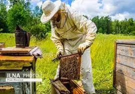 سالانه ۳۸۰۰ تن عسل در لرستان تولید می‌شود