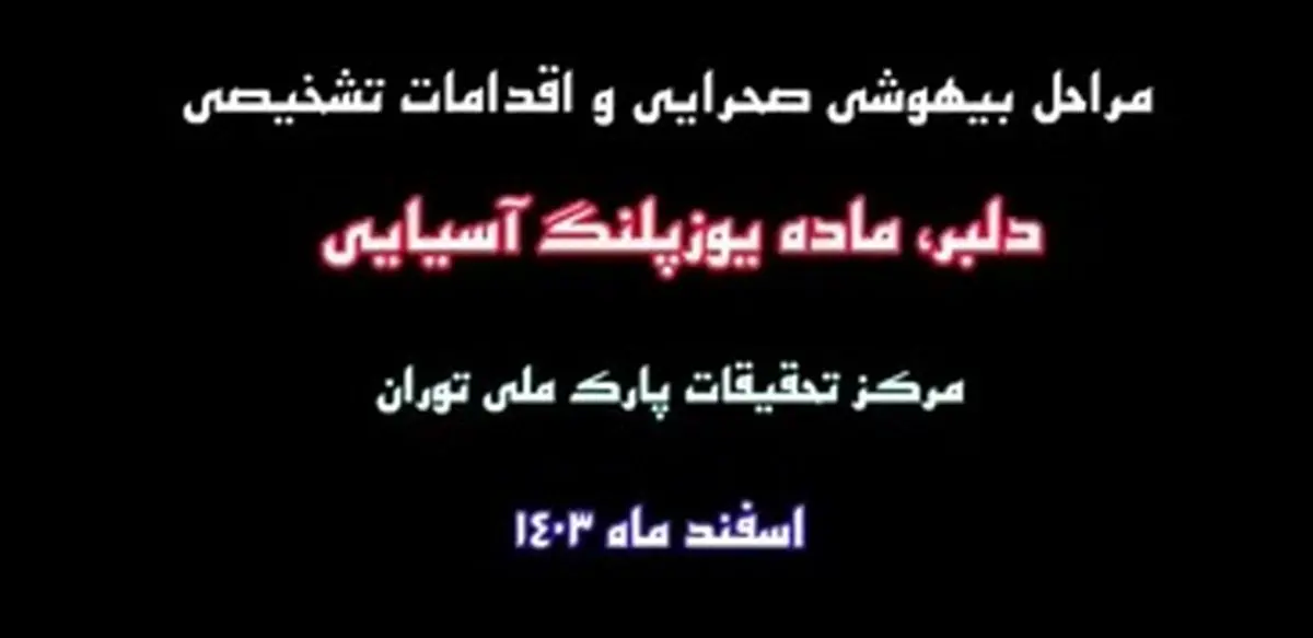 مراحل بیهوشی صحرایی و اقدامات تشخیصی دلبر، ماده یوزپلنگ آسیایی در مرکز تحقیقات پارک ملی توران + فیلم