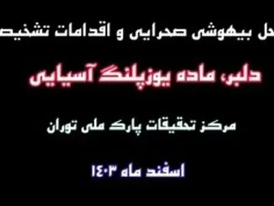 مراحل بیهوشی صحرایی و اقدامات تشخیصی دلبر، ماده یوزپلنگ آسیایی در مرکز تحقیقات پارک ملی توران + فیلم