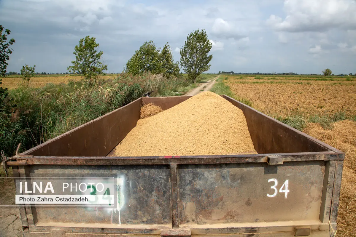 آمادگی فارس برای فصل برداشت و خرید تضمینی گندم