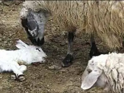 نقش تب برفکی در تجارت دام
