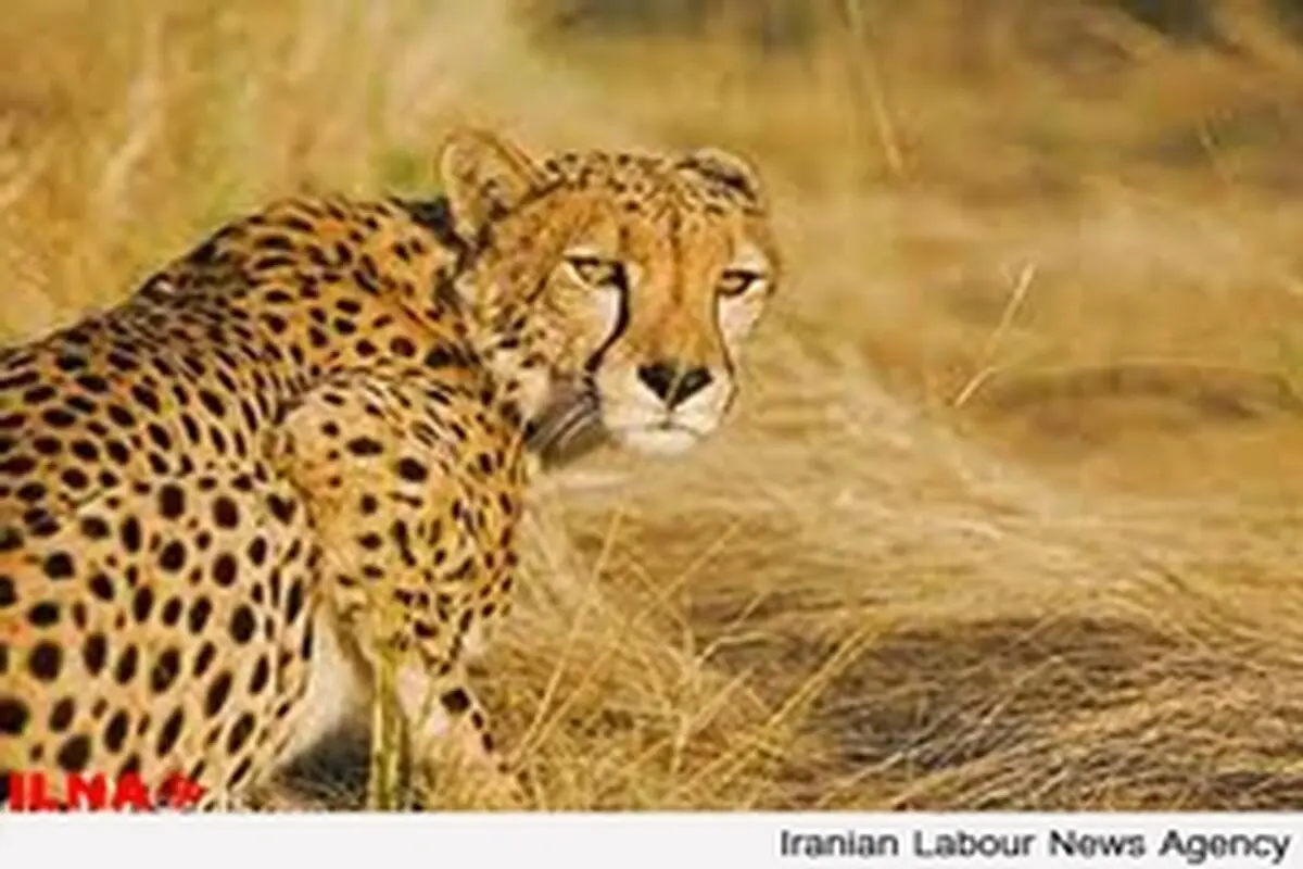 تبلیغات در جام جهانی، یوزپلنگ آسیایی را به ایرانیان شناساند