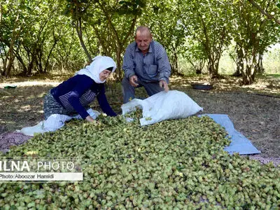 برداشت فندق در روستای ناش رودبار گیلان